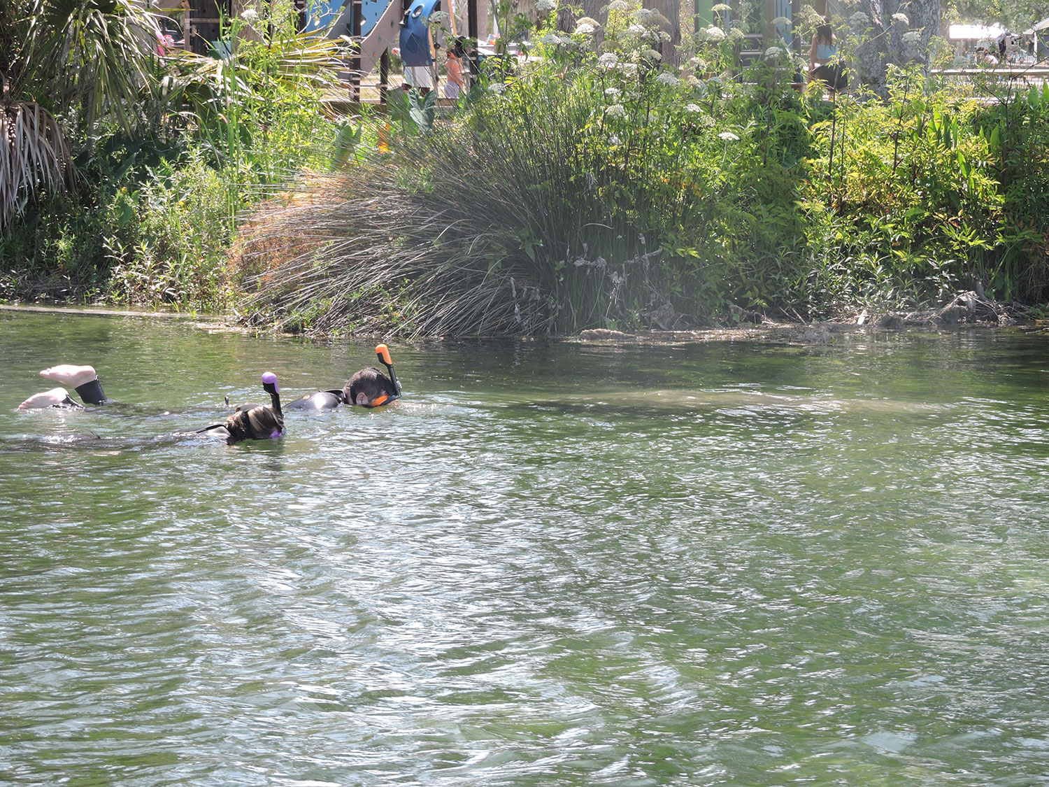 Swimming with Manatees in Crystal River, FL