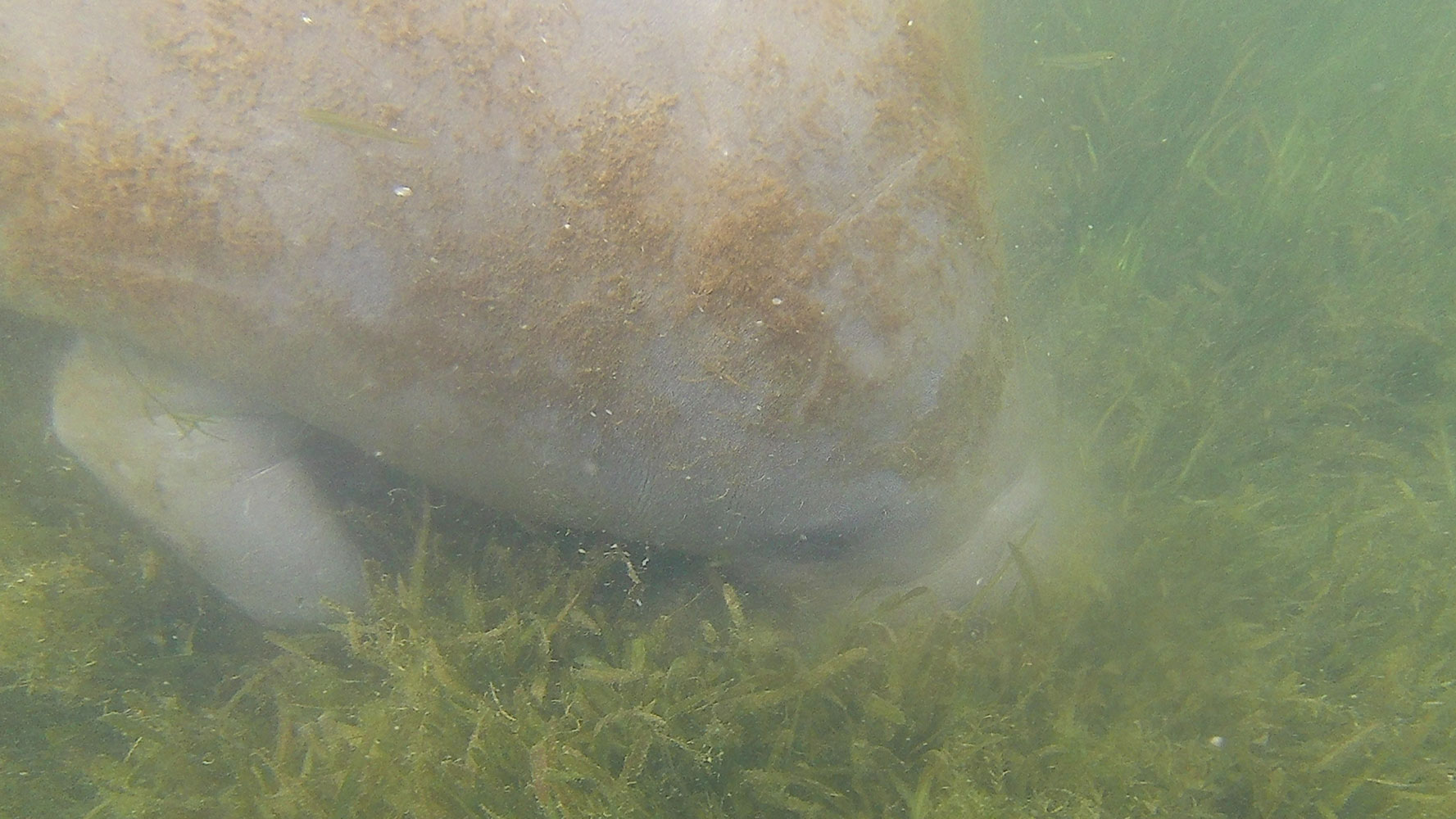 Swimming with Manatees in Crystal River, FL