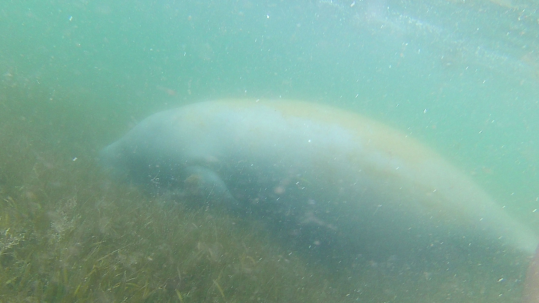 Swimming with Manatees in Crystal River, FL