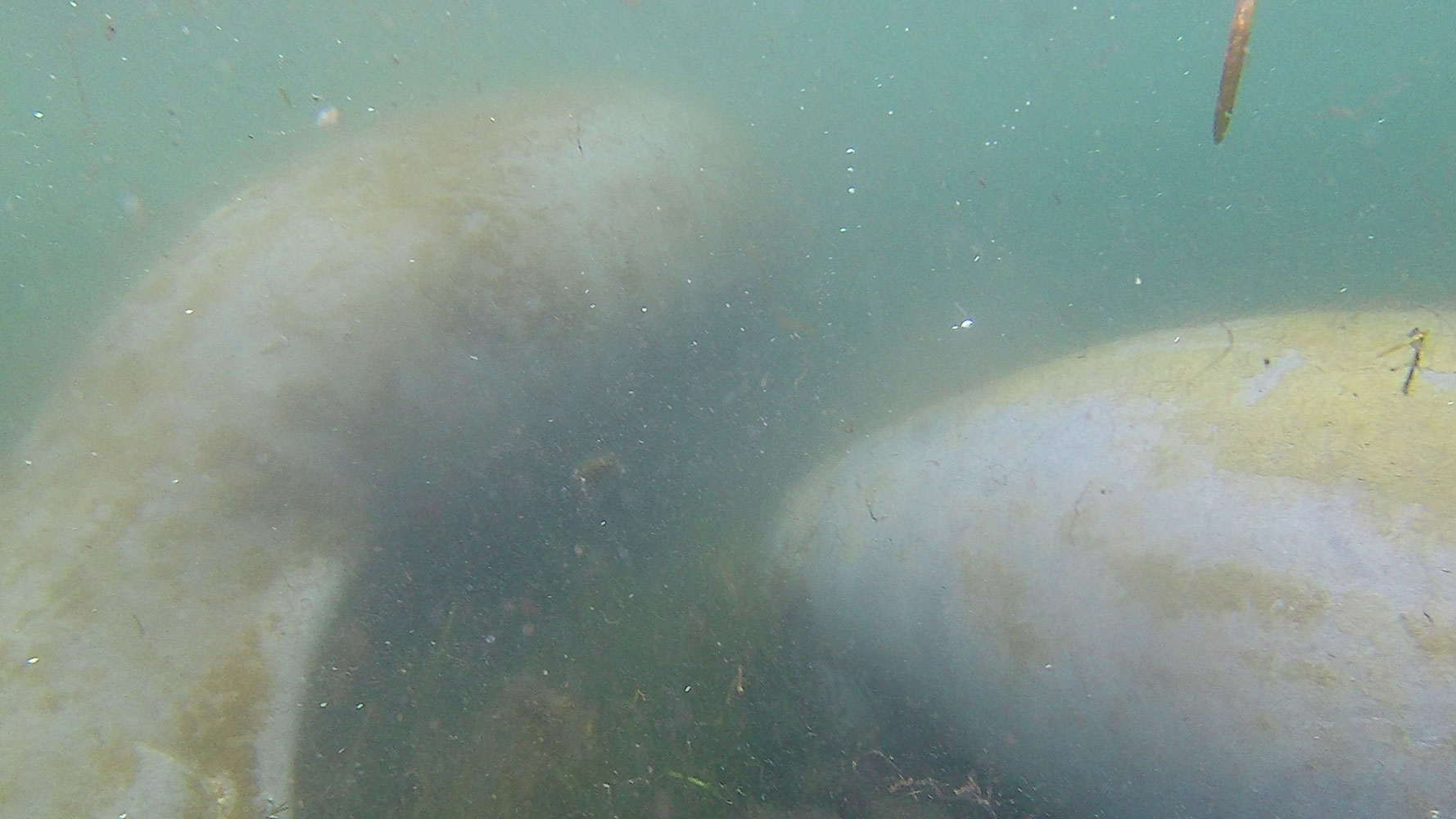 Swimming with Manatees in Crystal River, FL