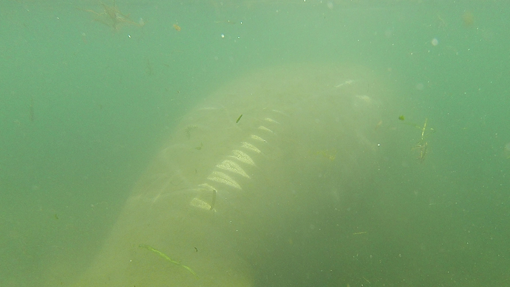 Swimming with Manatees in Crystal River, FL