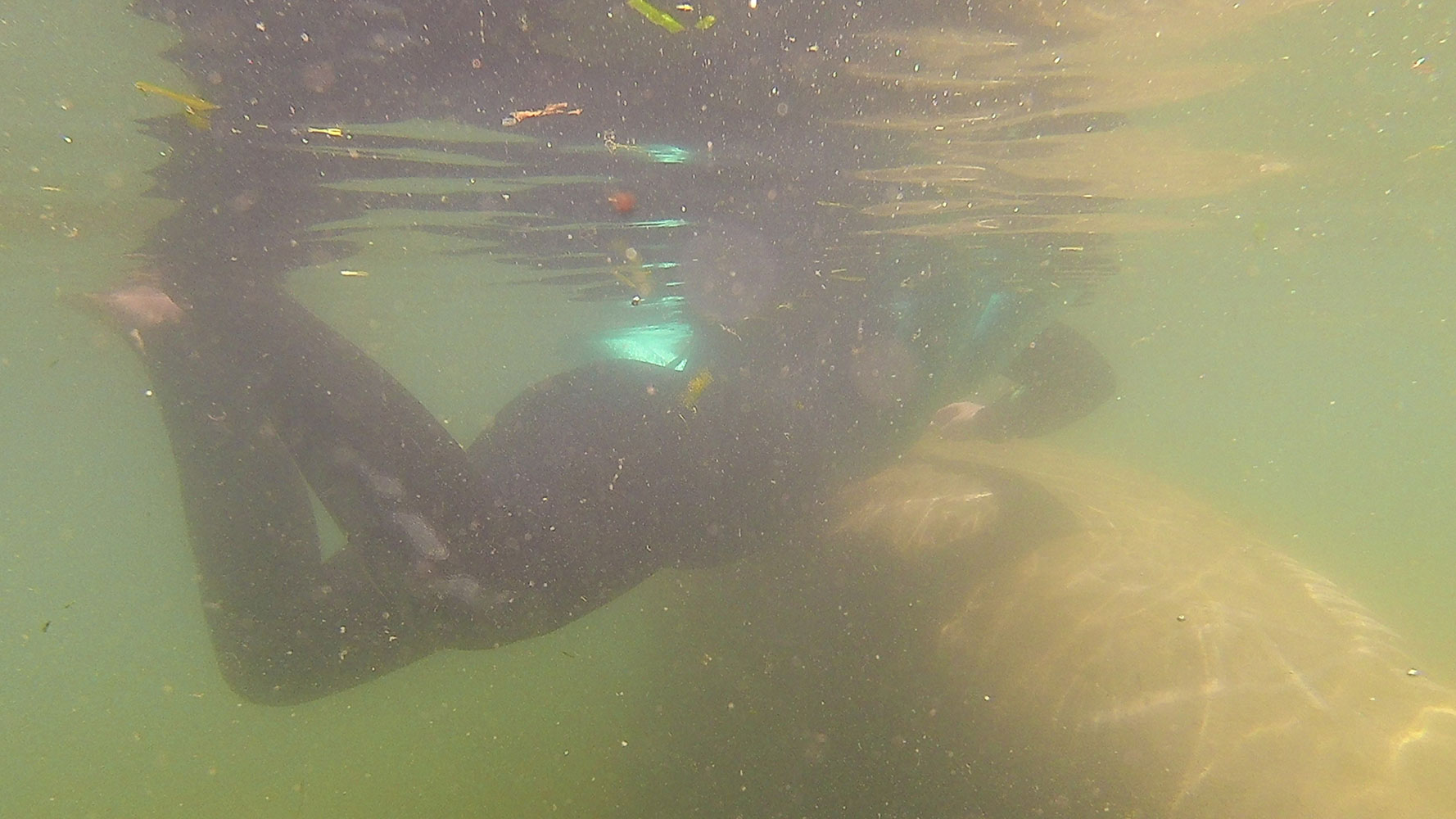 Swimming with Manatees in Crystal River, FL