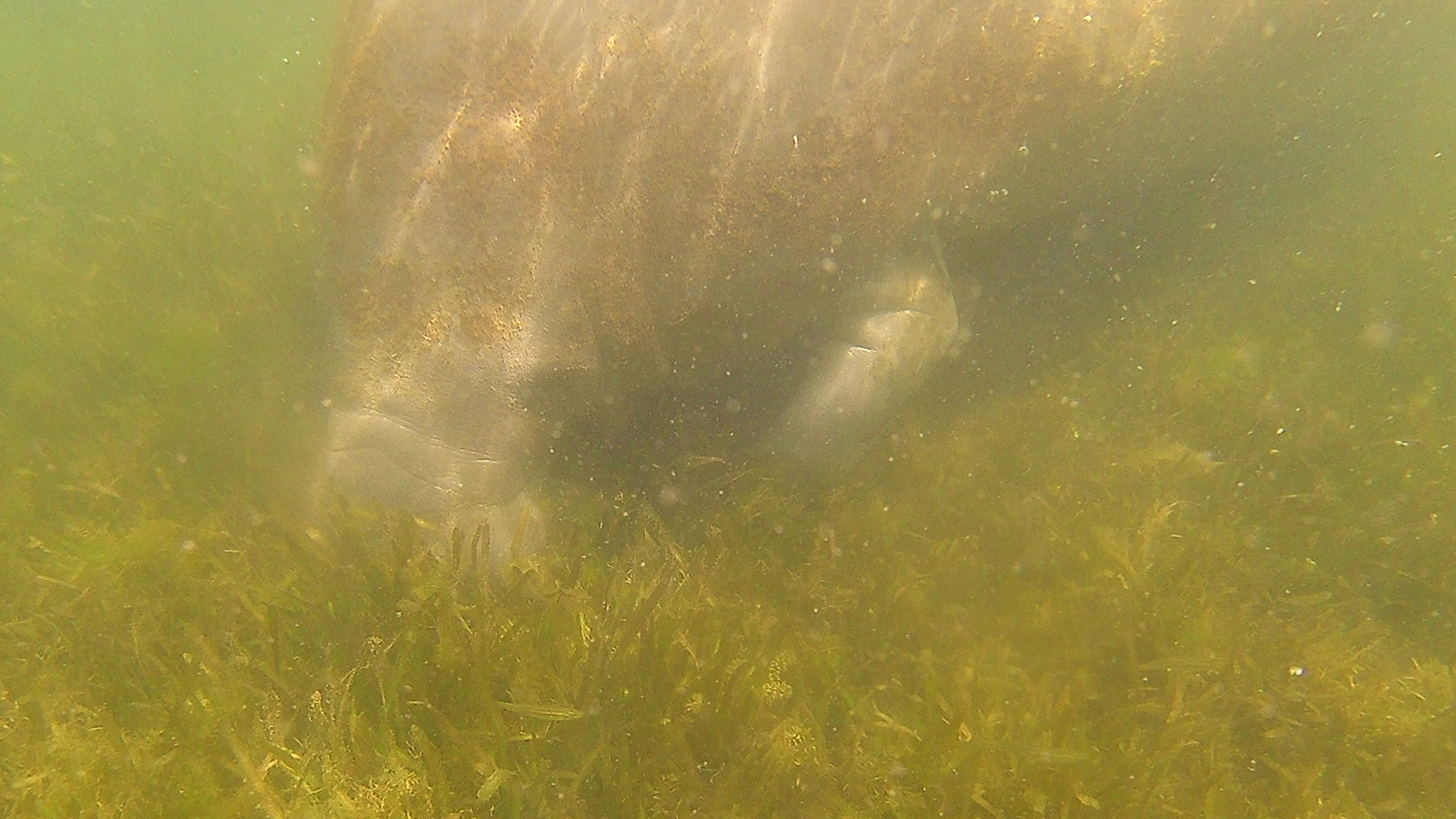 Swimming with Manatees in Crystal River, Florida (an incredible