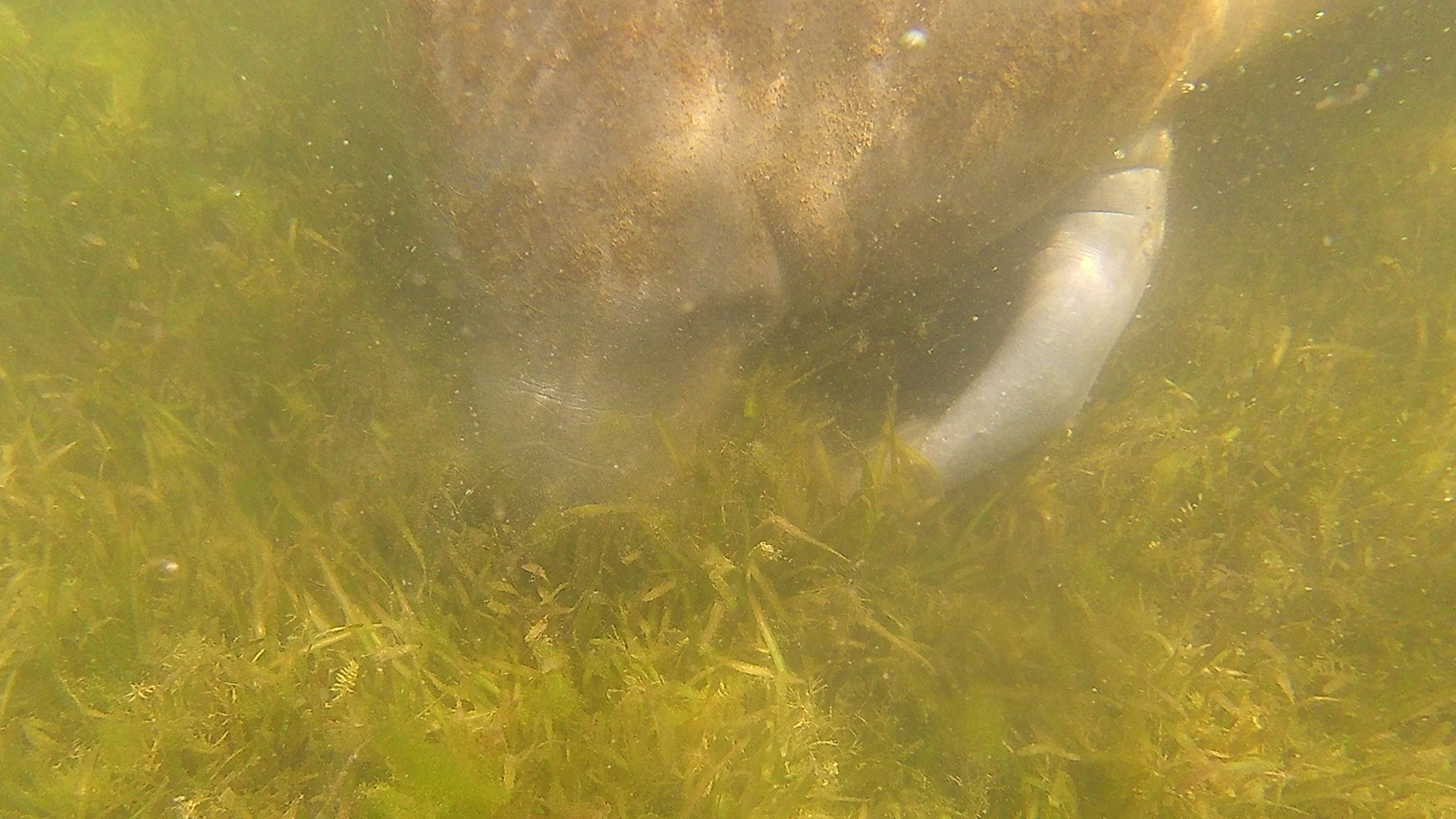 Swimming with Manatees in Crystal River, FL