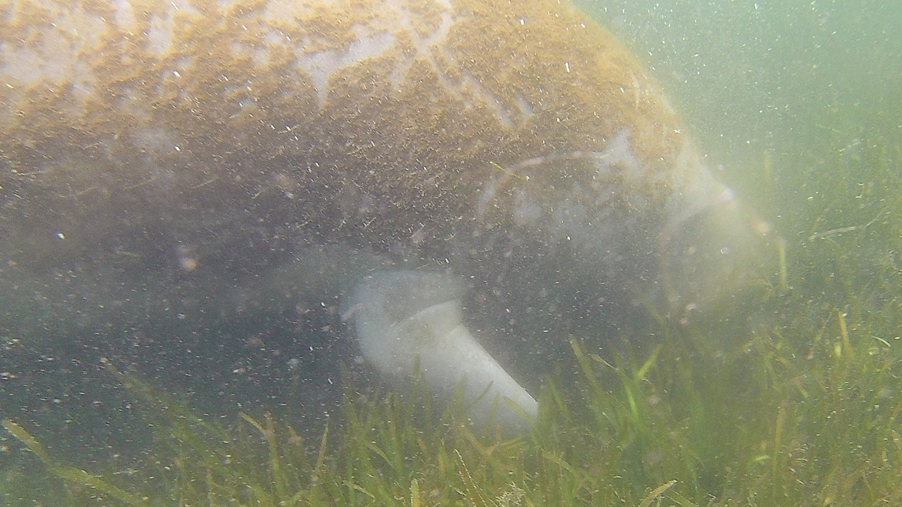 Swimming with Manatees in Crystal River, FL