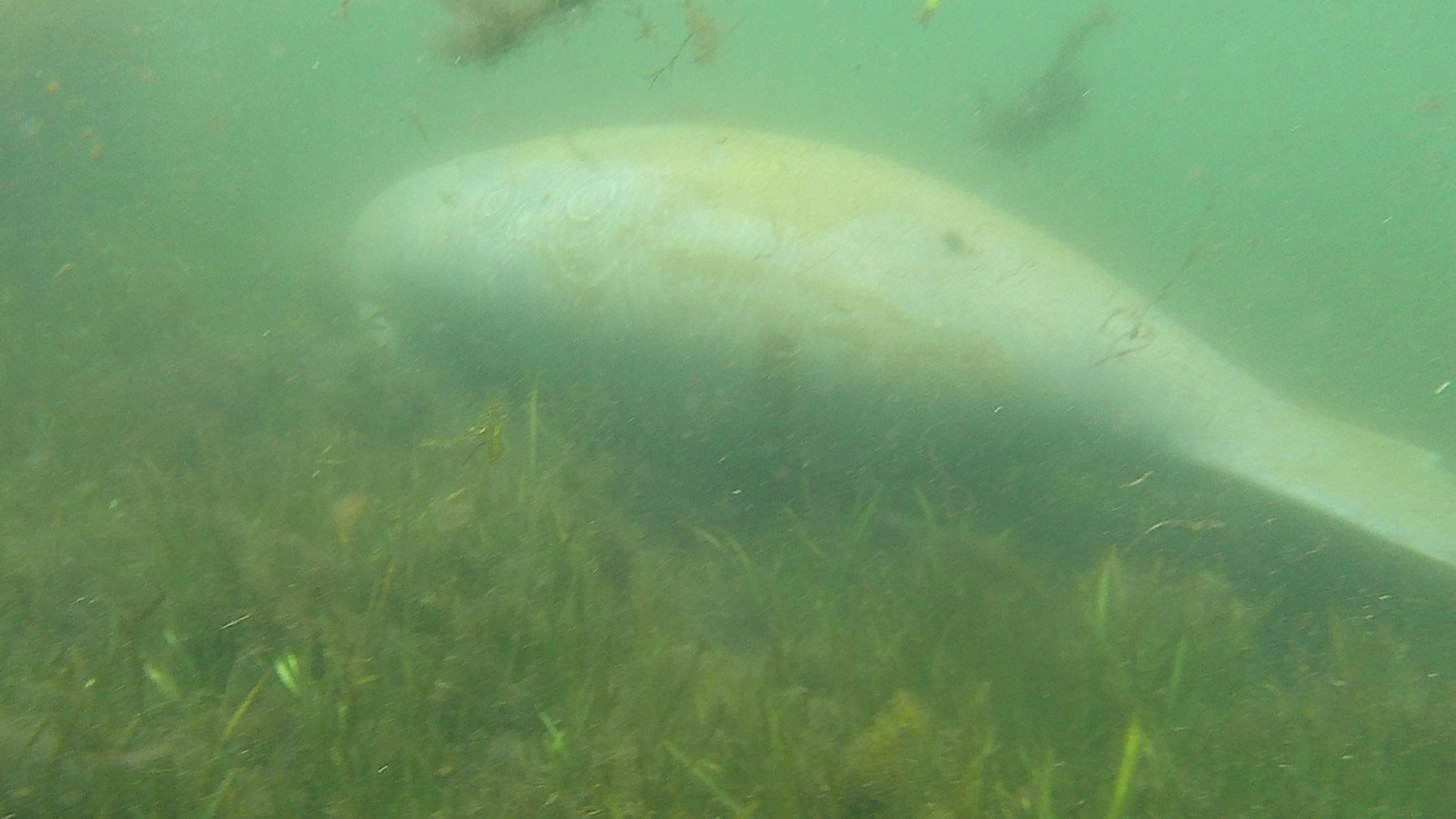 Swimming with Manatees in Crystal River, FL