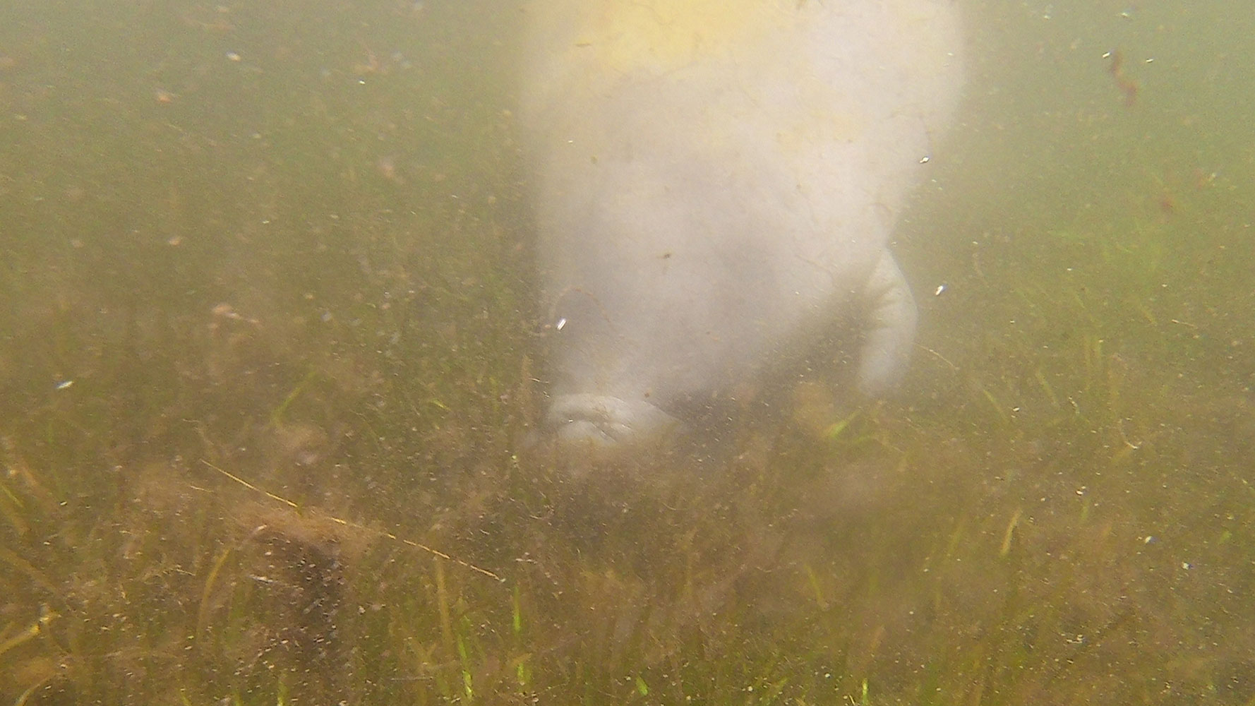 Swimming with Manatees in Crystal River, FL