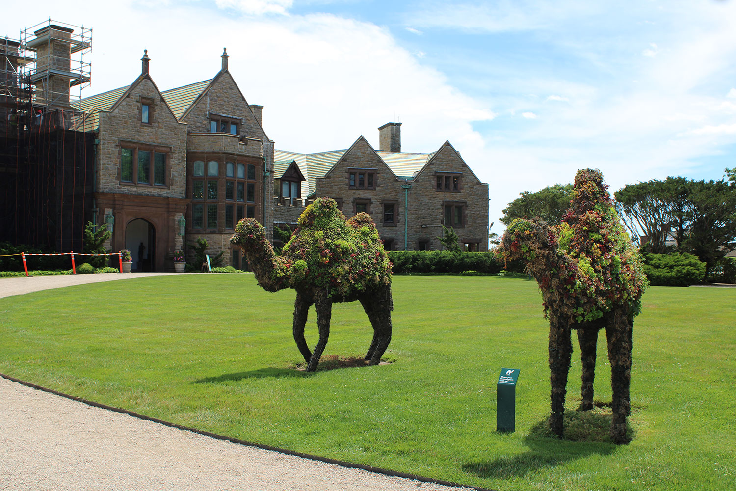 Camels at Rough Point Mansion