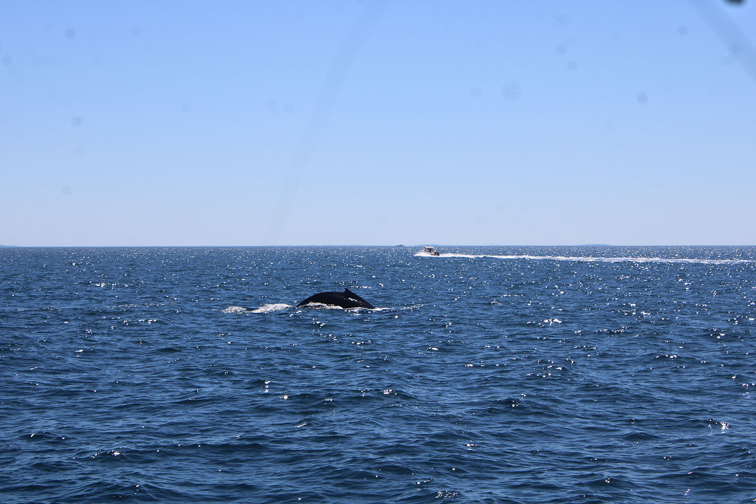 Whale Watching in Provincetown, MA