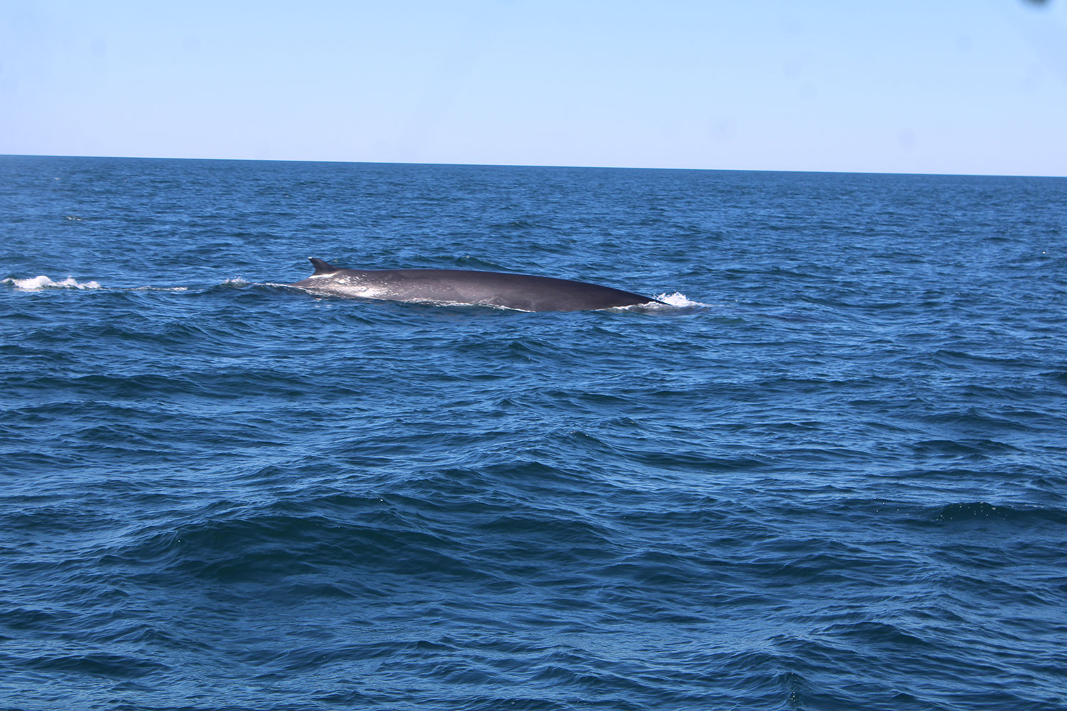 Whale Watching in Provincetown, MA