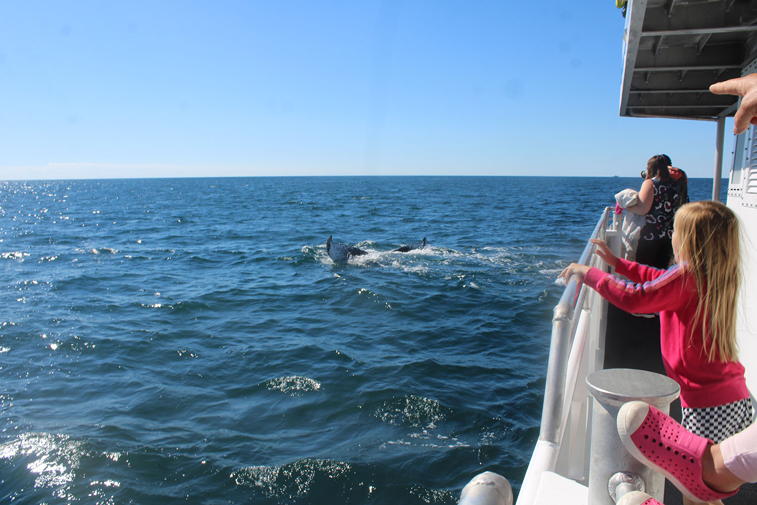 Whale Watching in Provincetown, MA