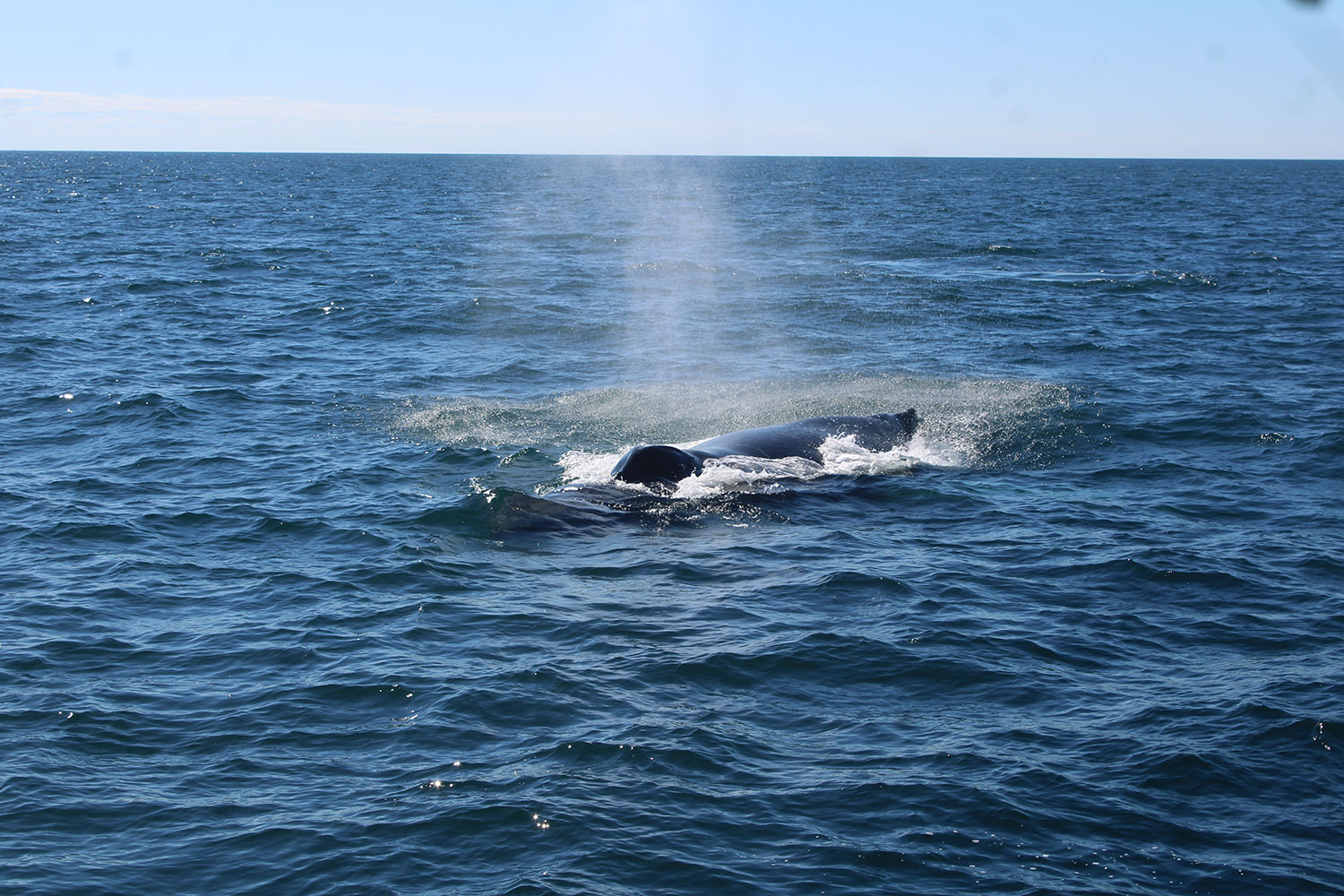 Whale Watching in Provincetown, MA