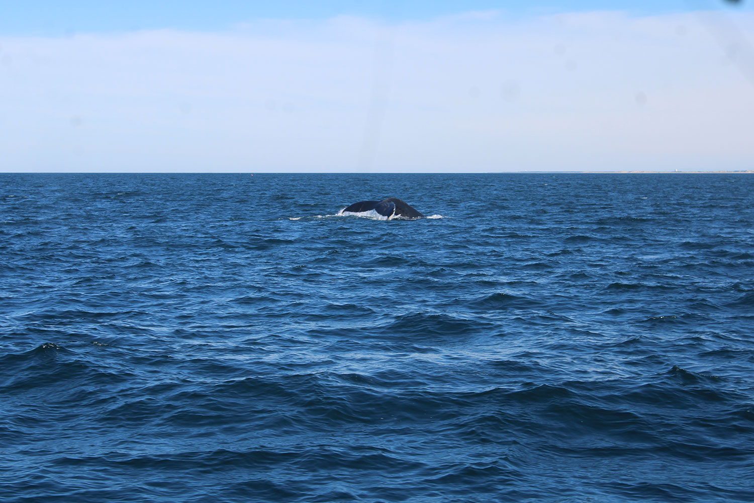 Whale Watching in Provincetown, MA