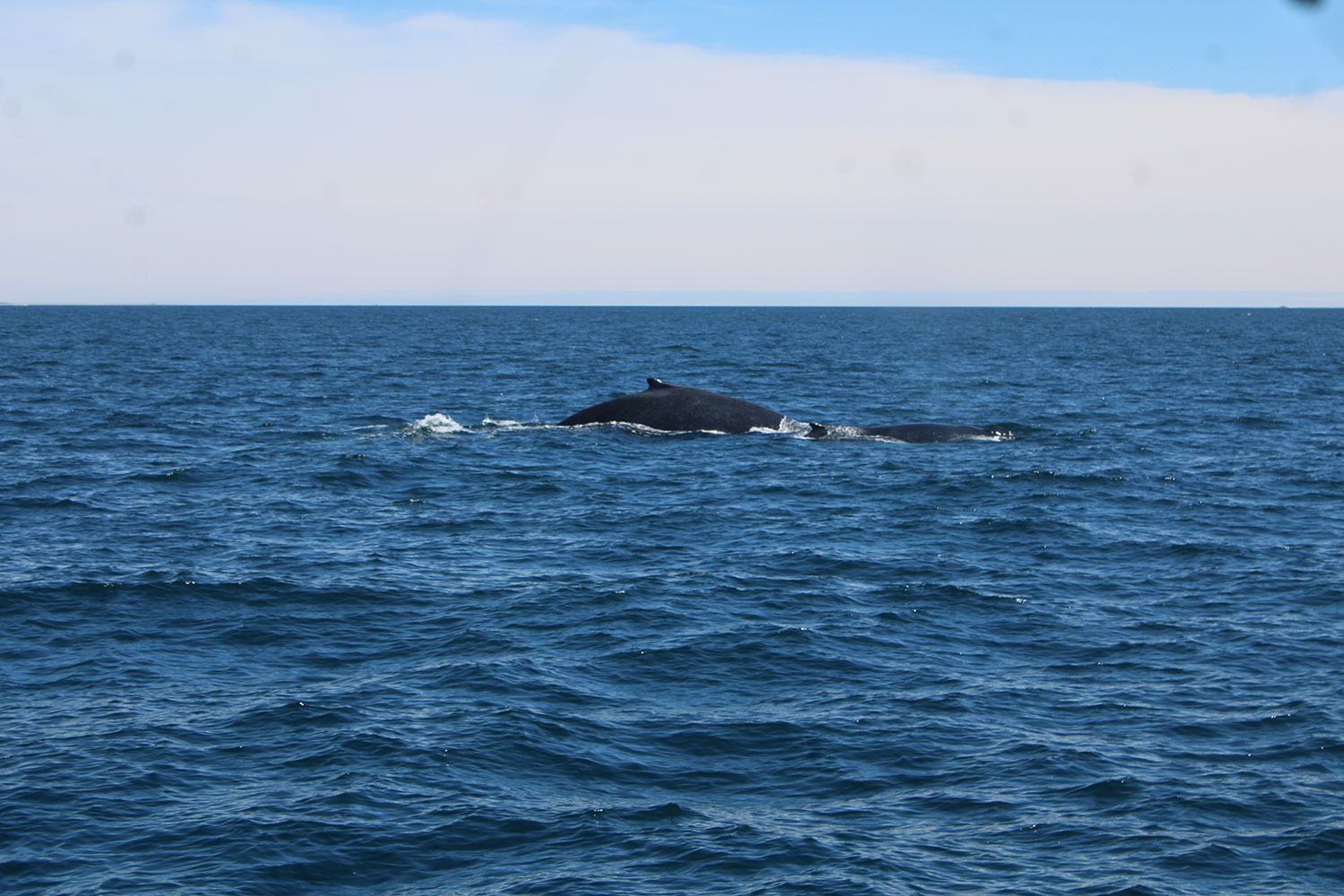 Whale Watching in Provincetown, MA