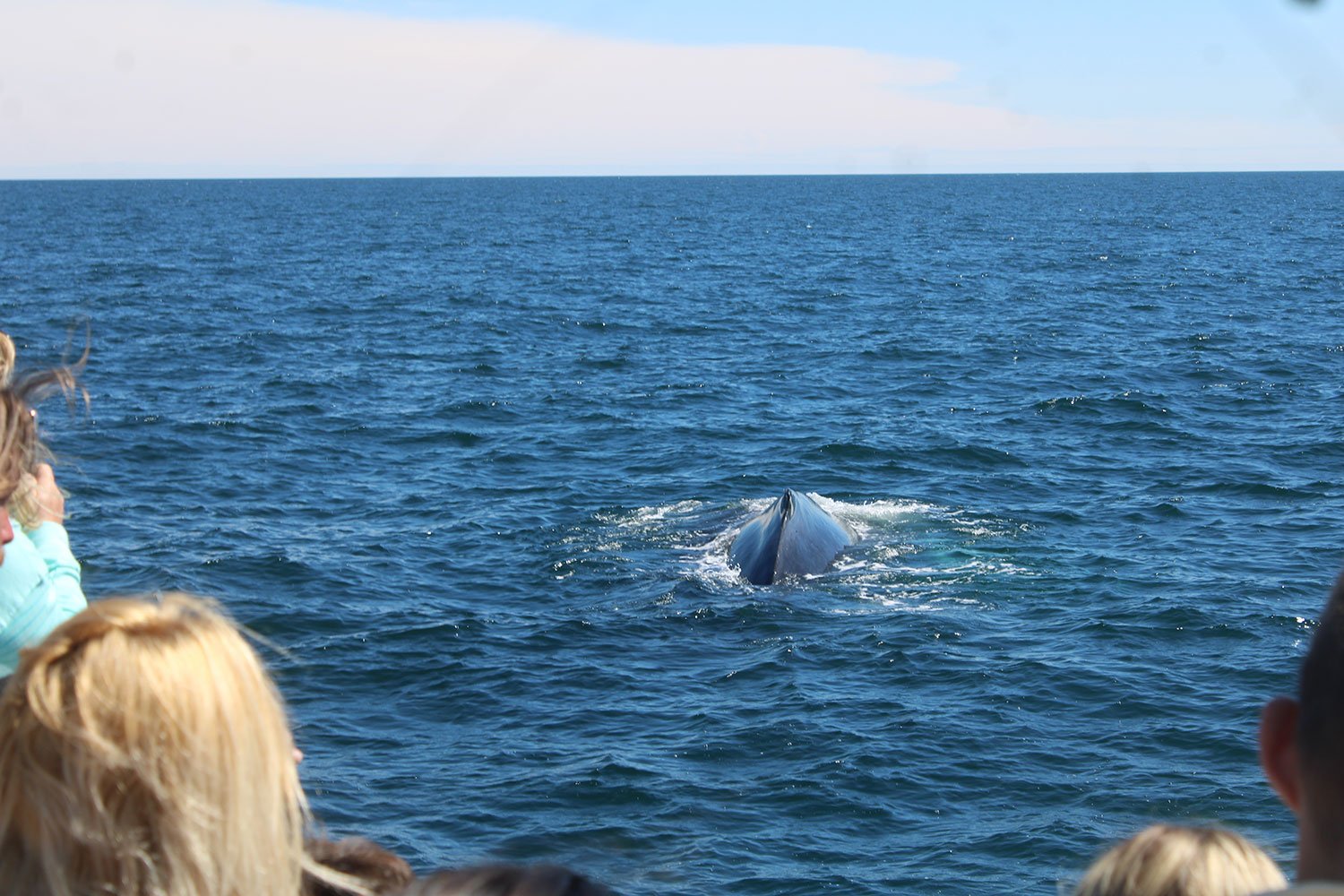 Whale Watching in Provincetown, MA