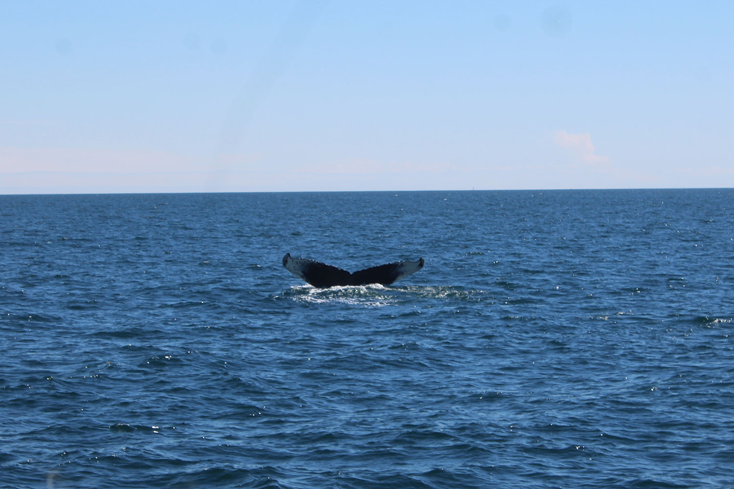 Whale Watching in Provincetown, MA