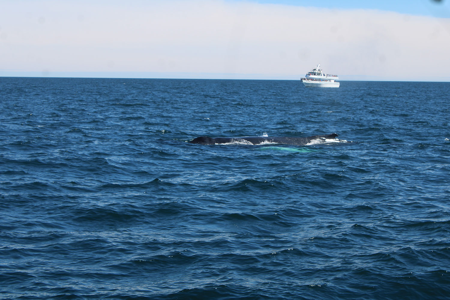 Whale Watching in Provincetown, MA