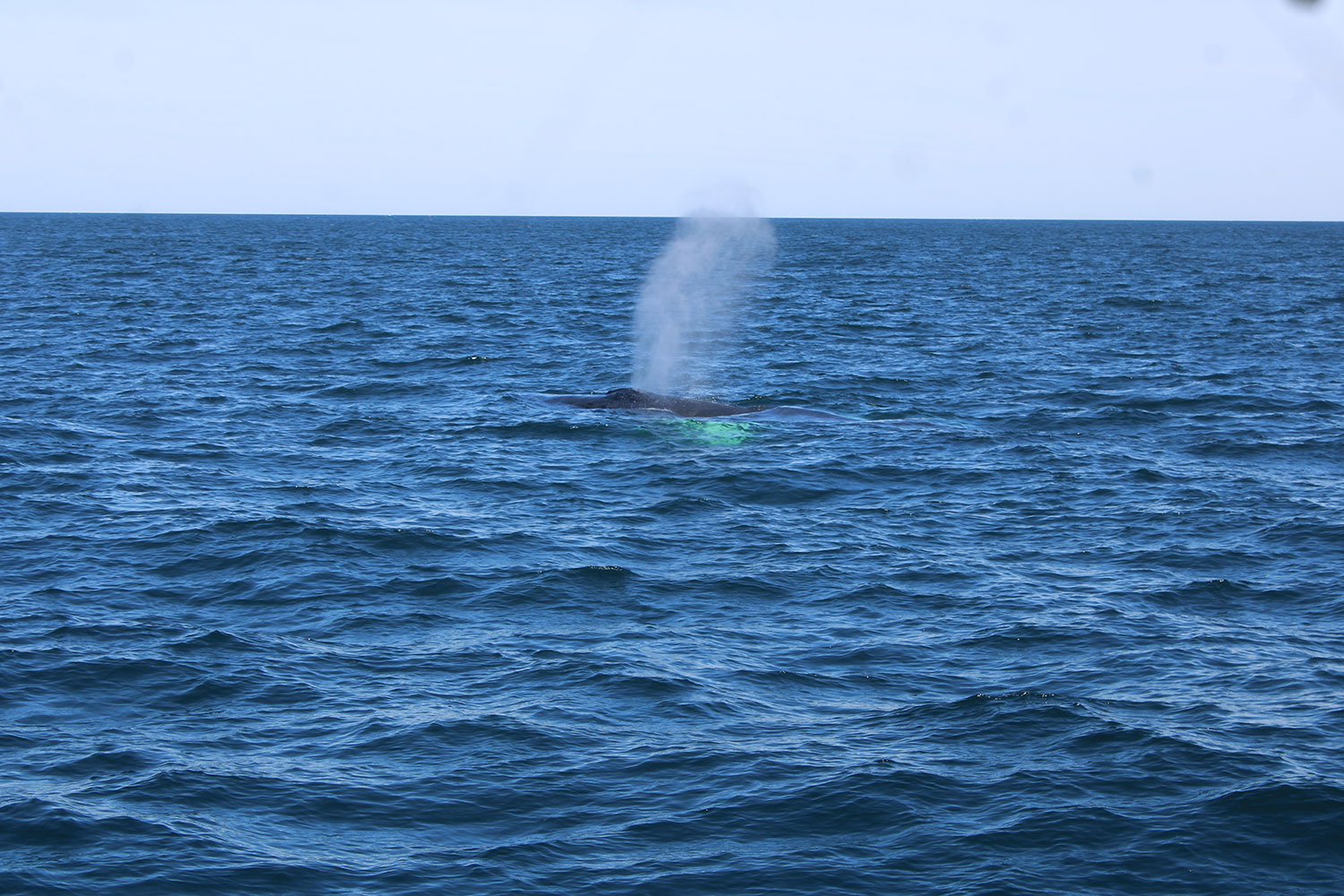 Whale Watching in Provincetown, MA