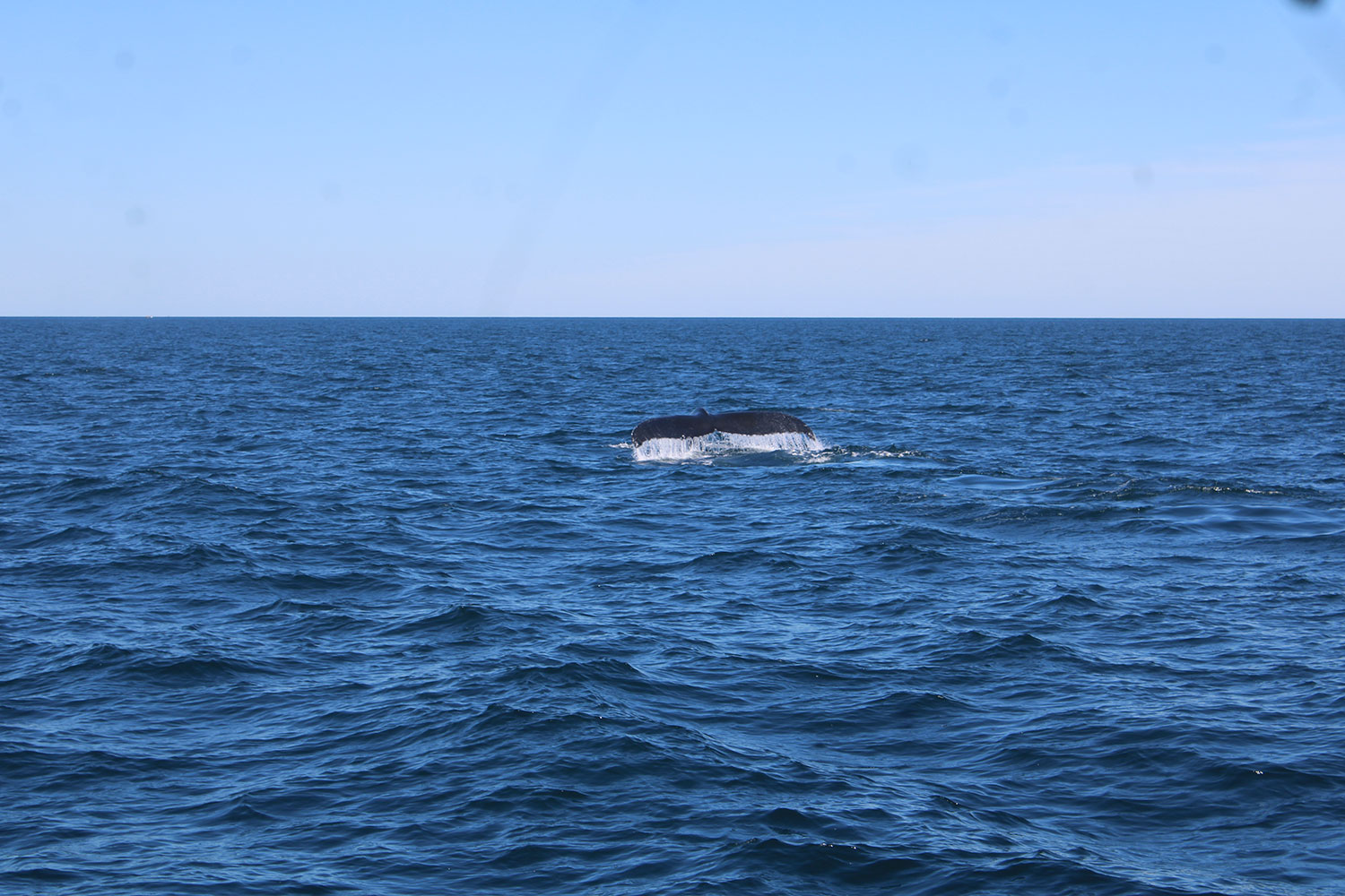 Whale Watching in Provincetown, MA