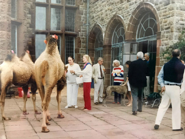 Camels at Rough Point Mansion