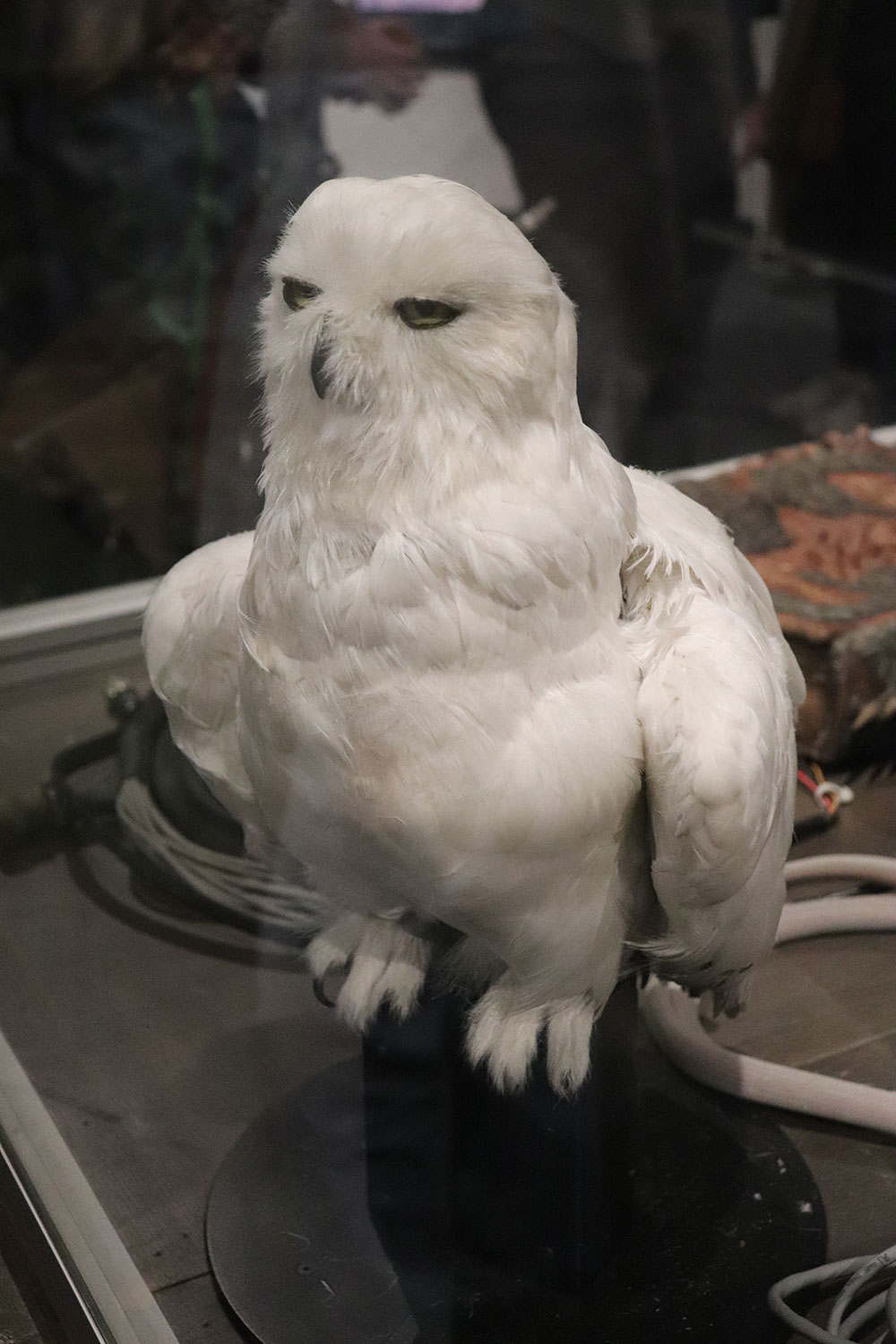 Hedwig, Harry Potter Studio Tour