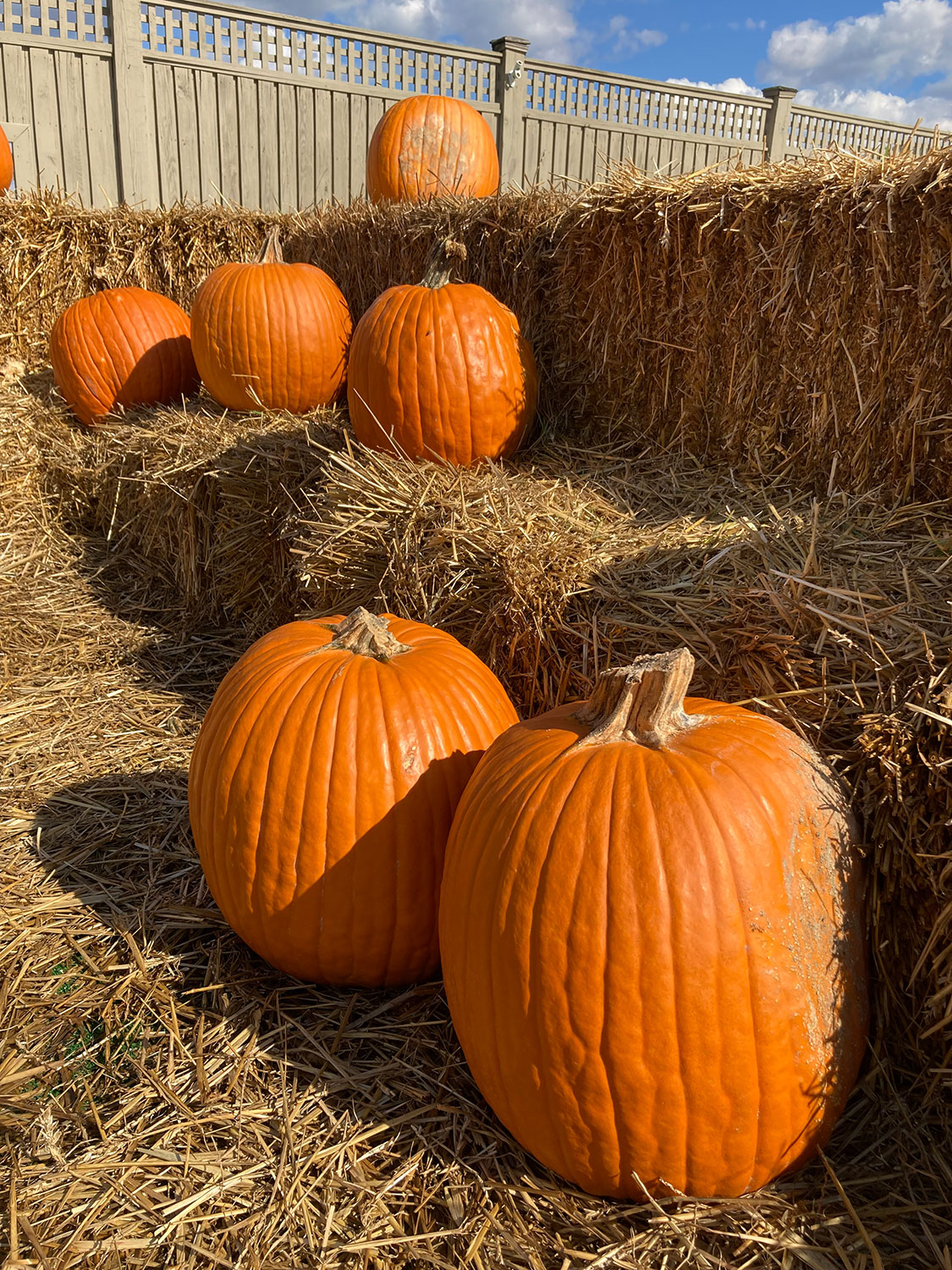 Maryland Pumpkin Patches