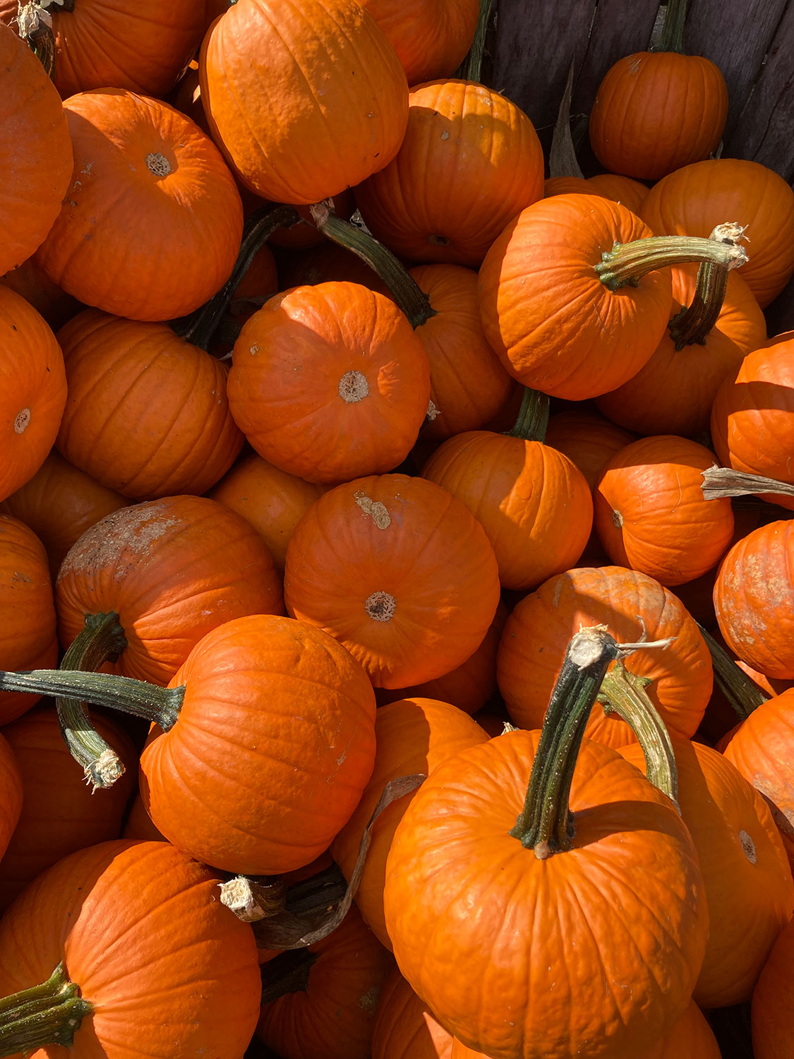 Maryland Pumpkin Patches