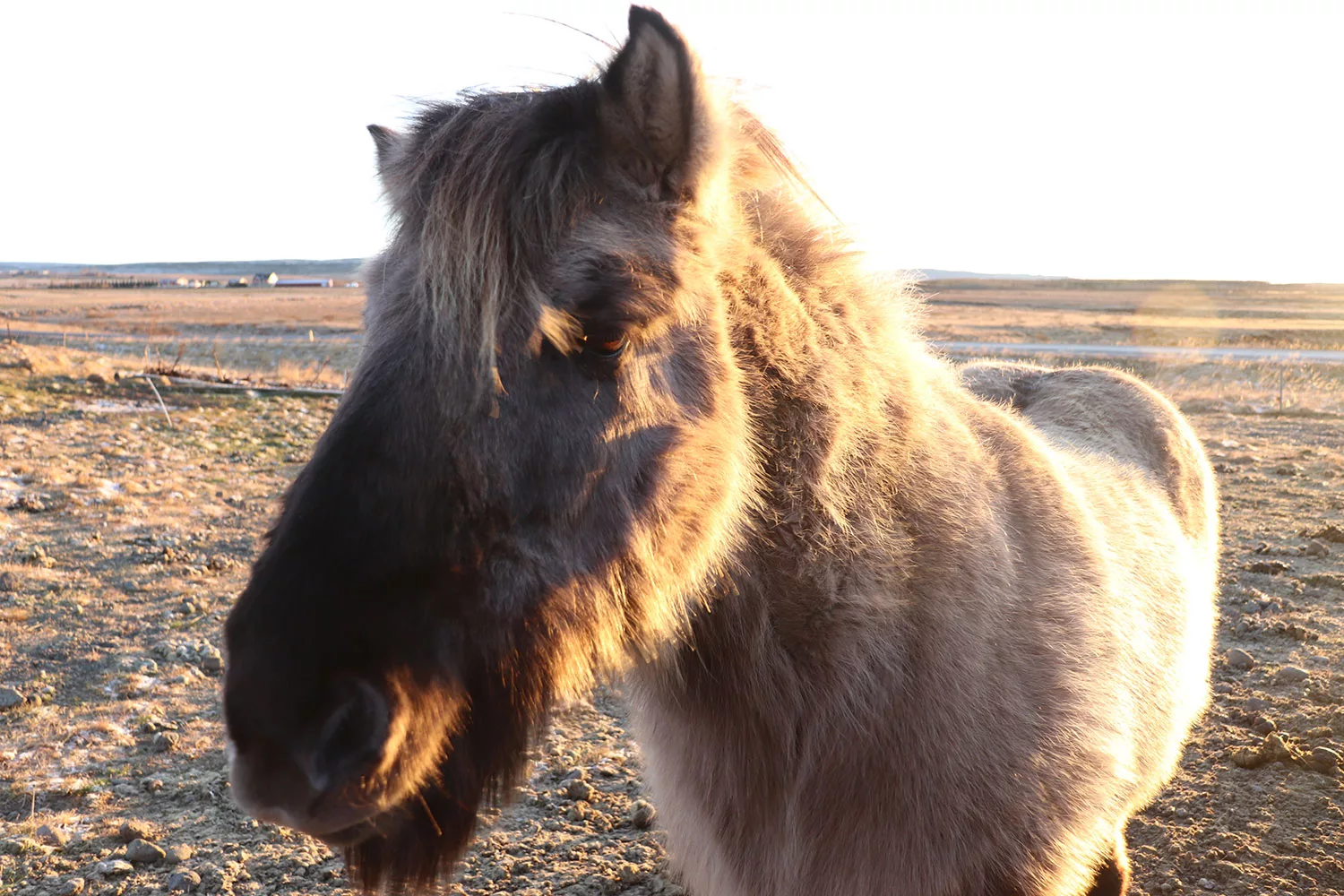 Places to Visit in Iceland: Bru Horse Farm