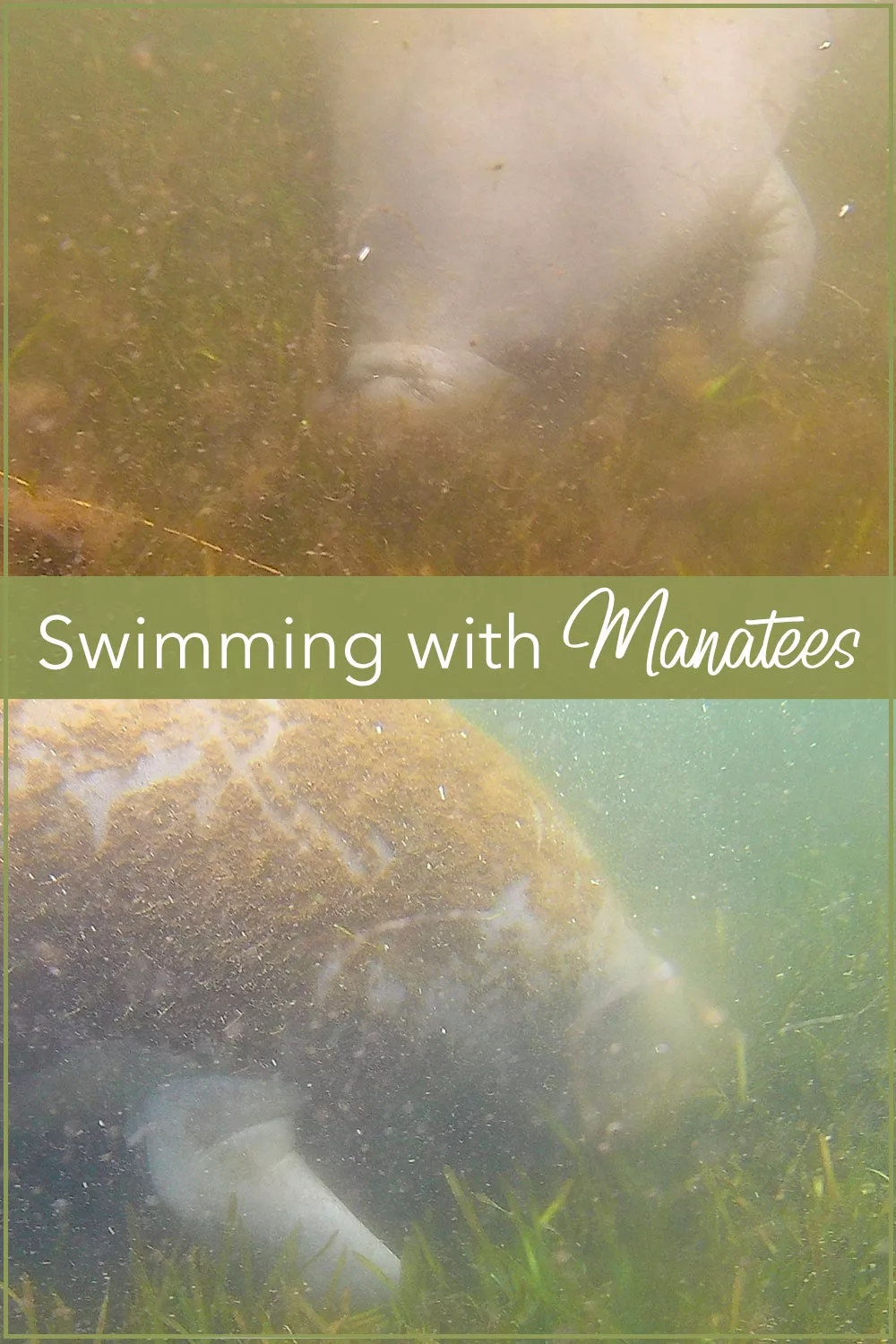 Swimming with Manatees in Crystal River