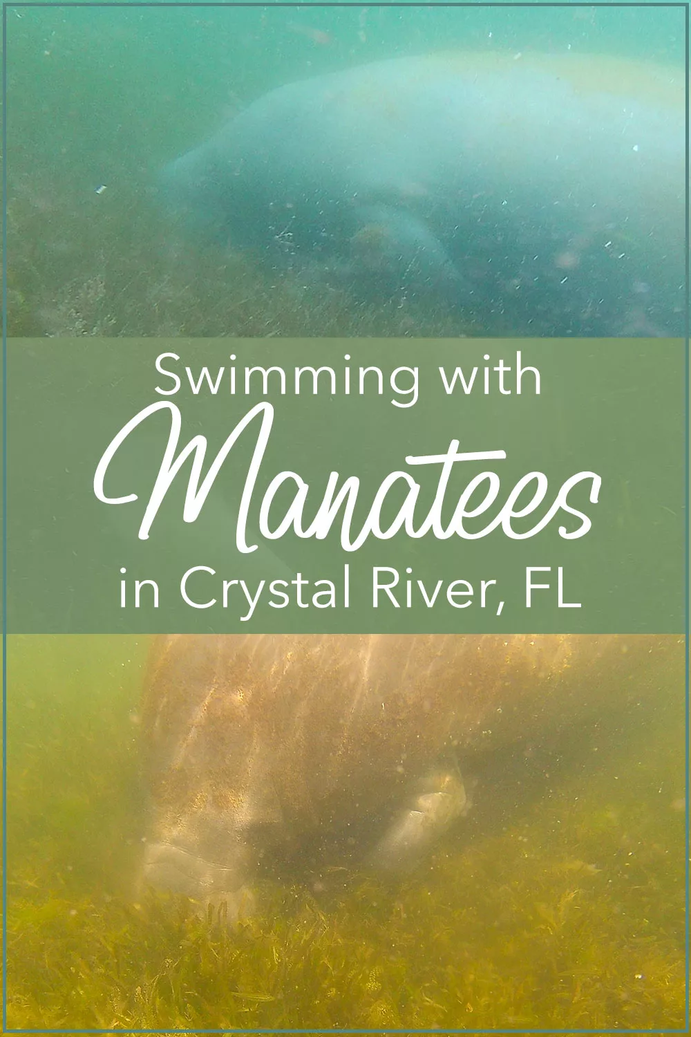 Swimming with Manatees in Crystal River
