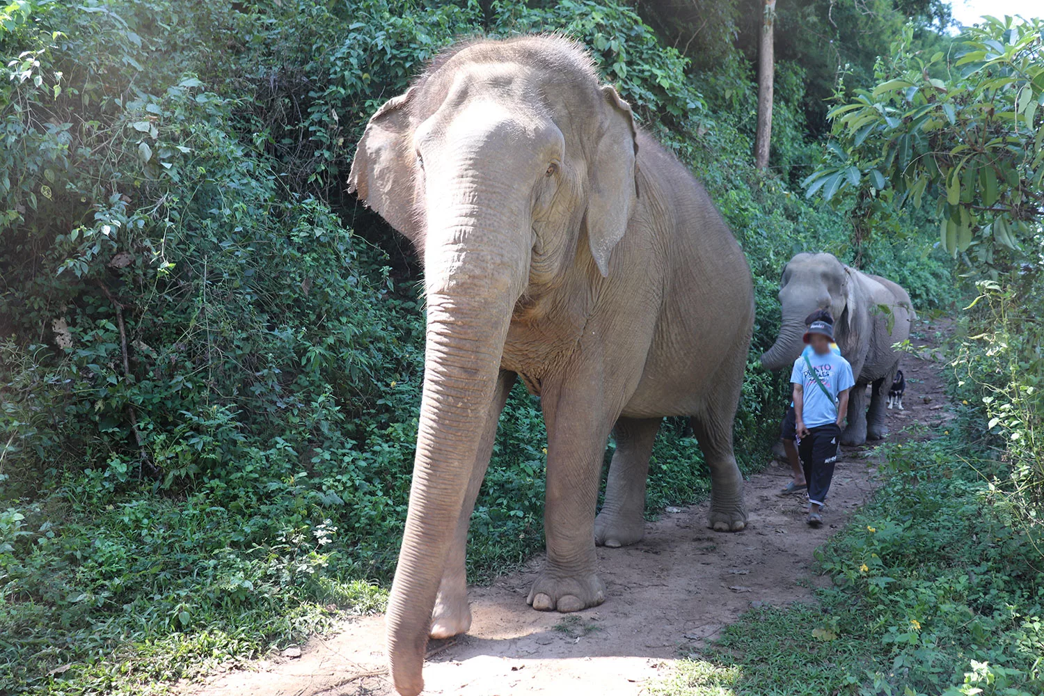 Care for Elephants at Elephant Nature Park