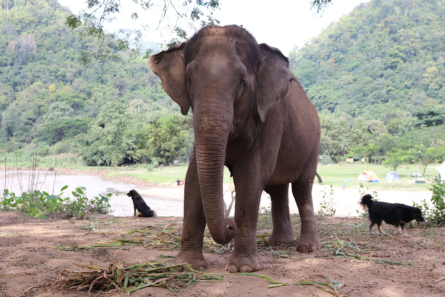Care for Elephants at Elephant Nature Park