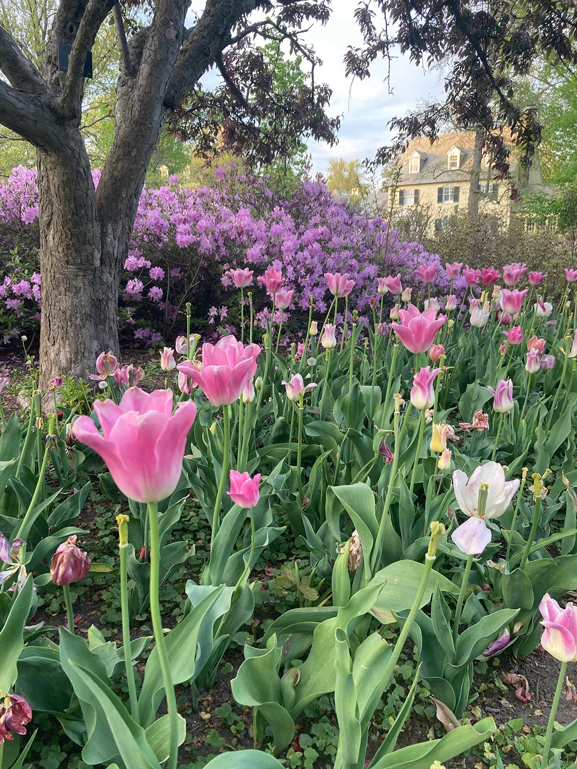 Spring in Maryland - Sherwood Gardens