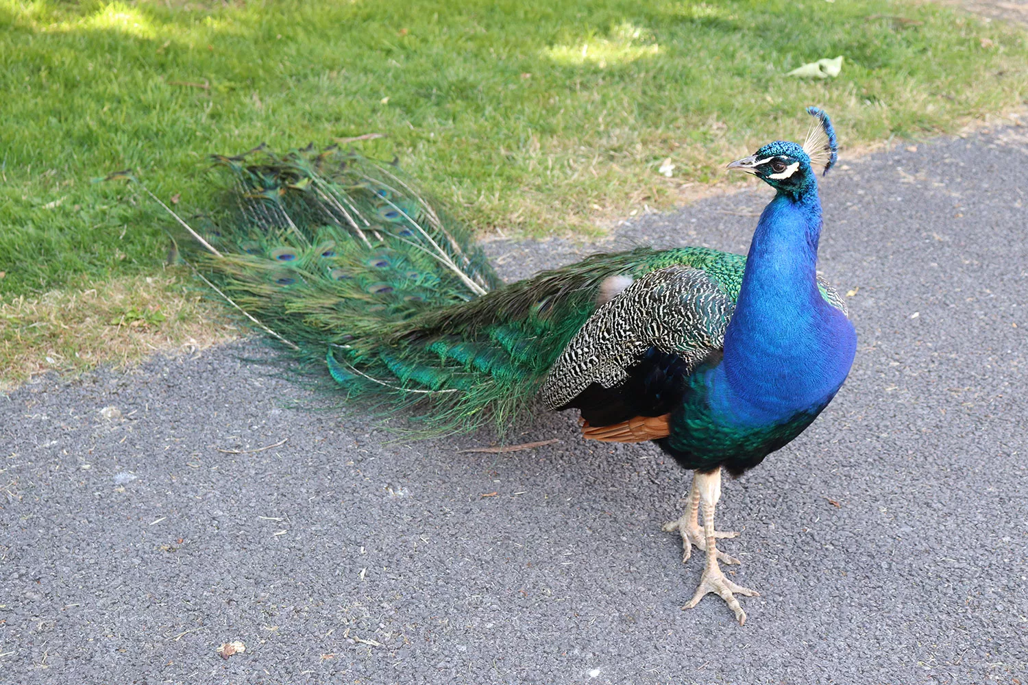 Corsham Peacocks