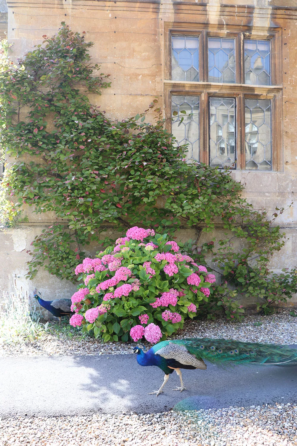 Corsham Peacocks