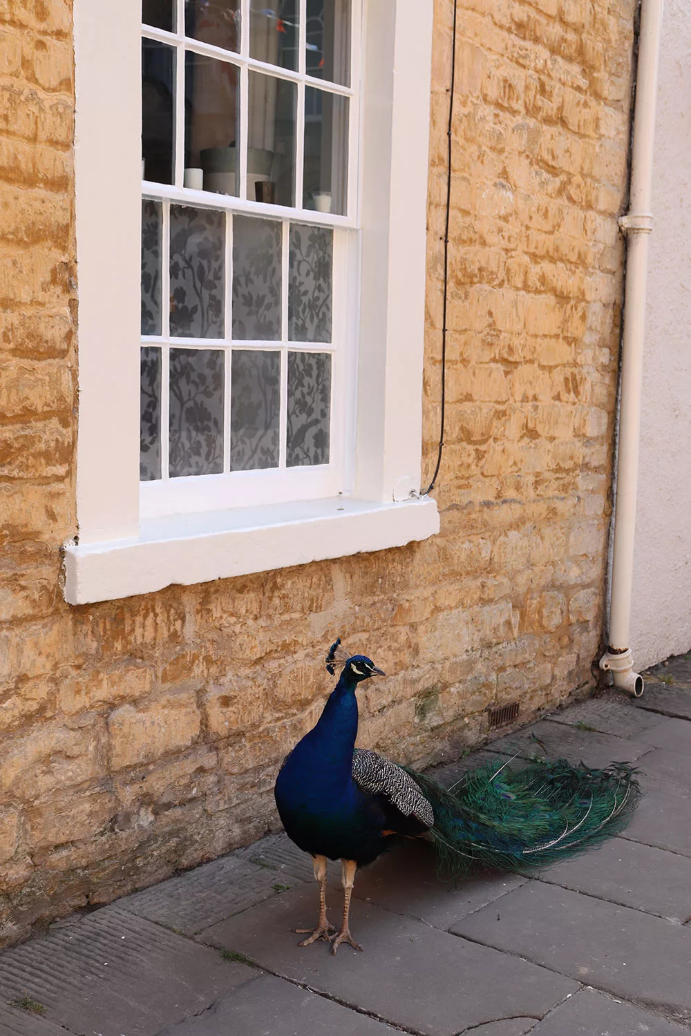 Corsham Peacocks