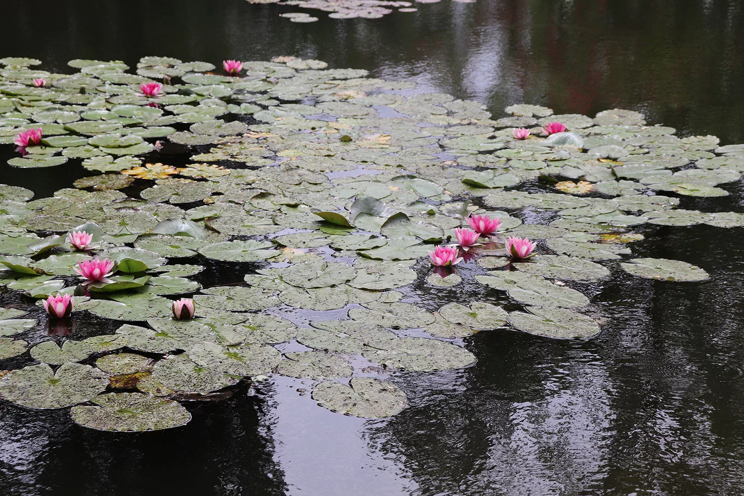 Waterlily Pond, Giverny