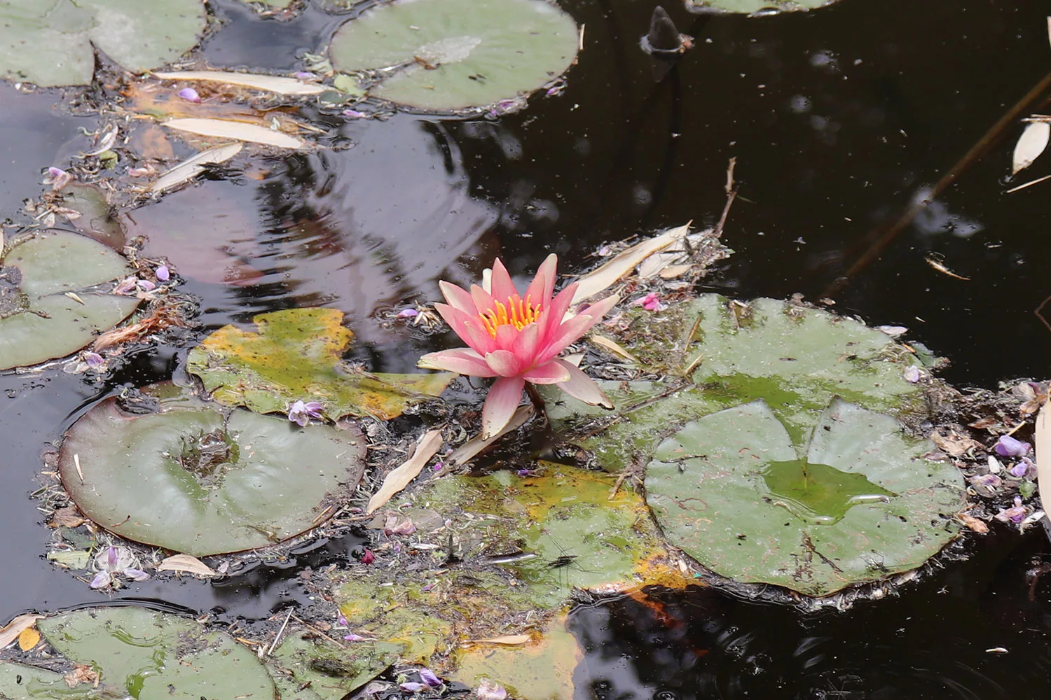 Waterlily, Giverny