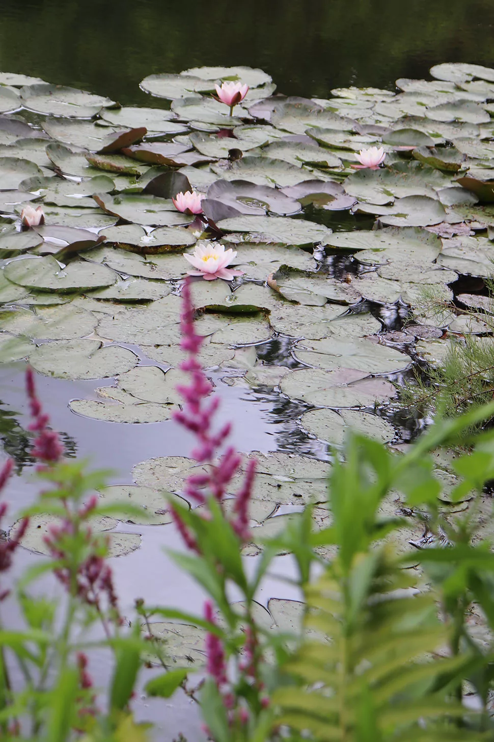 Waterlily Pond, Giverny