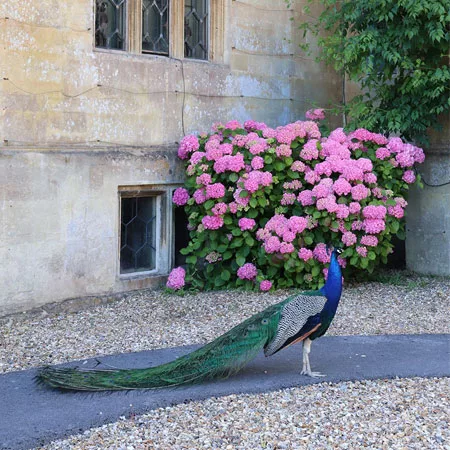 Corsham, England