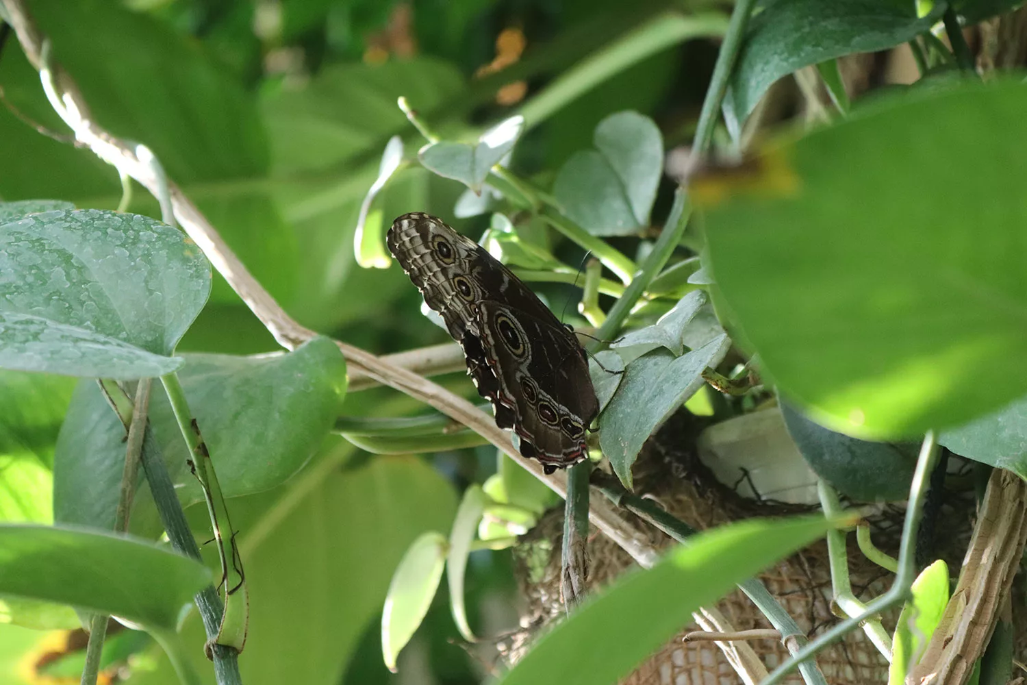 Butterfly House, Vienna