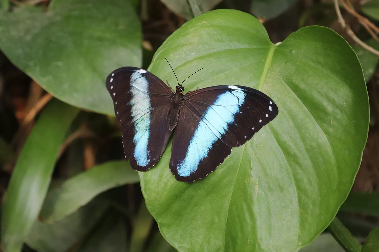 Butterfly House, Vienna