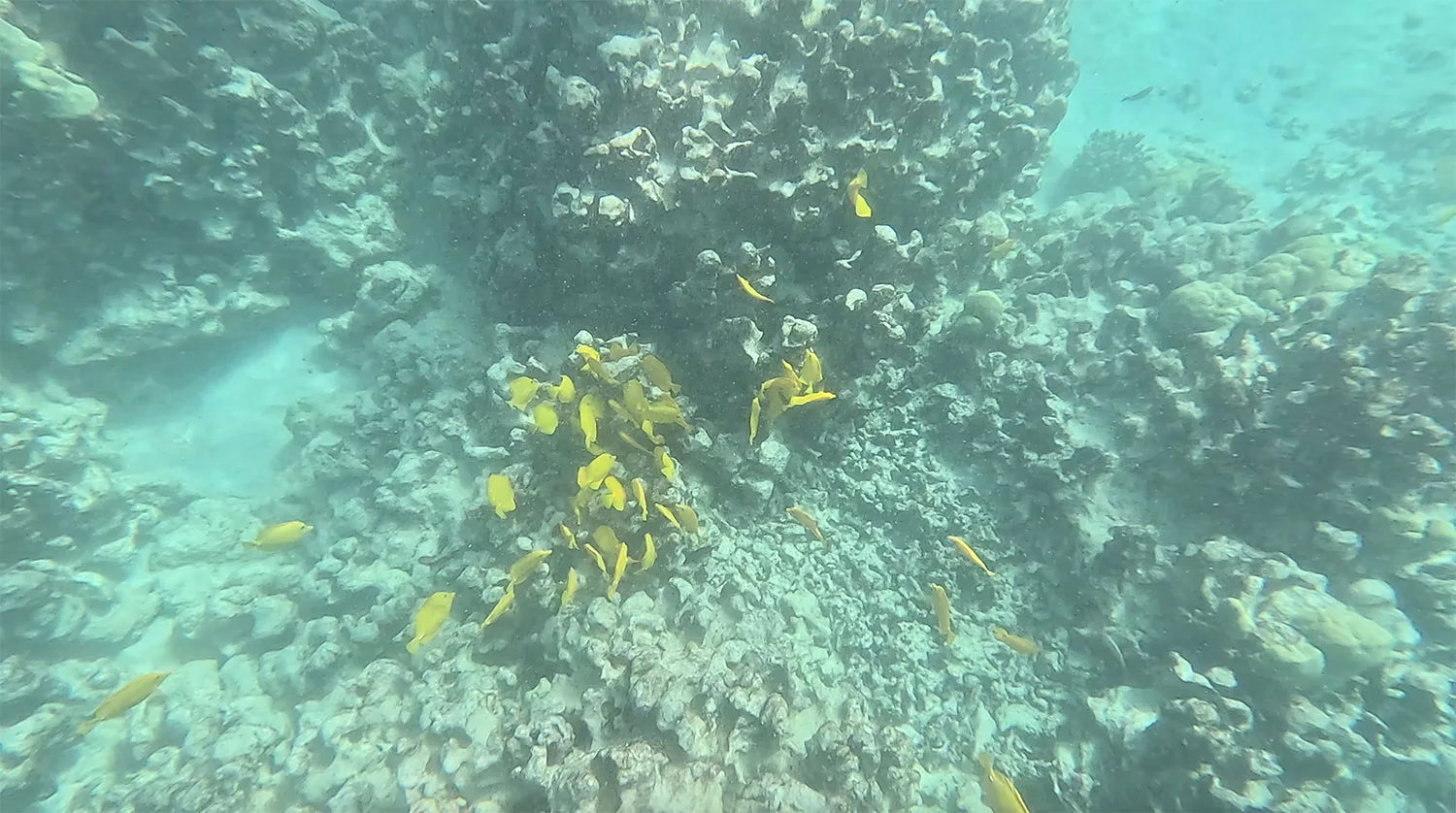 Honaunau Bay, Two Step Beach, Big Island Hawaii