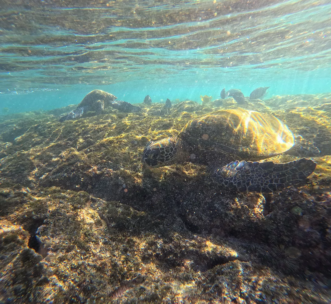 Sea Turtles at Kahaluu Beach Park, Big Island Hawaii