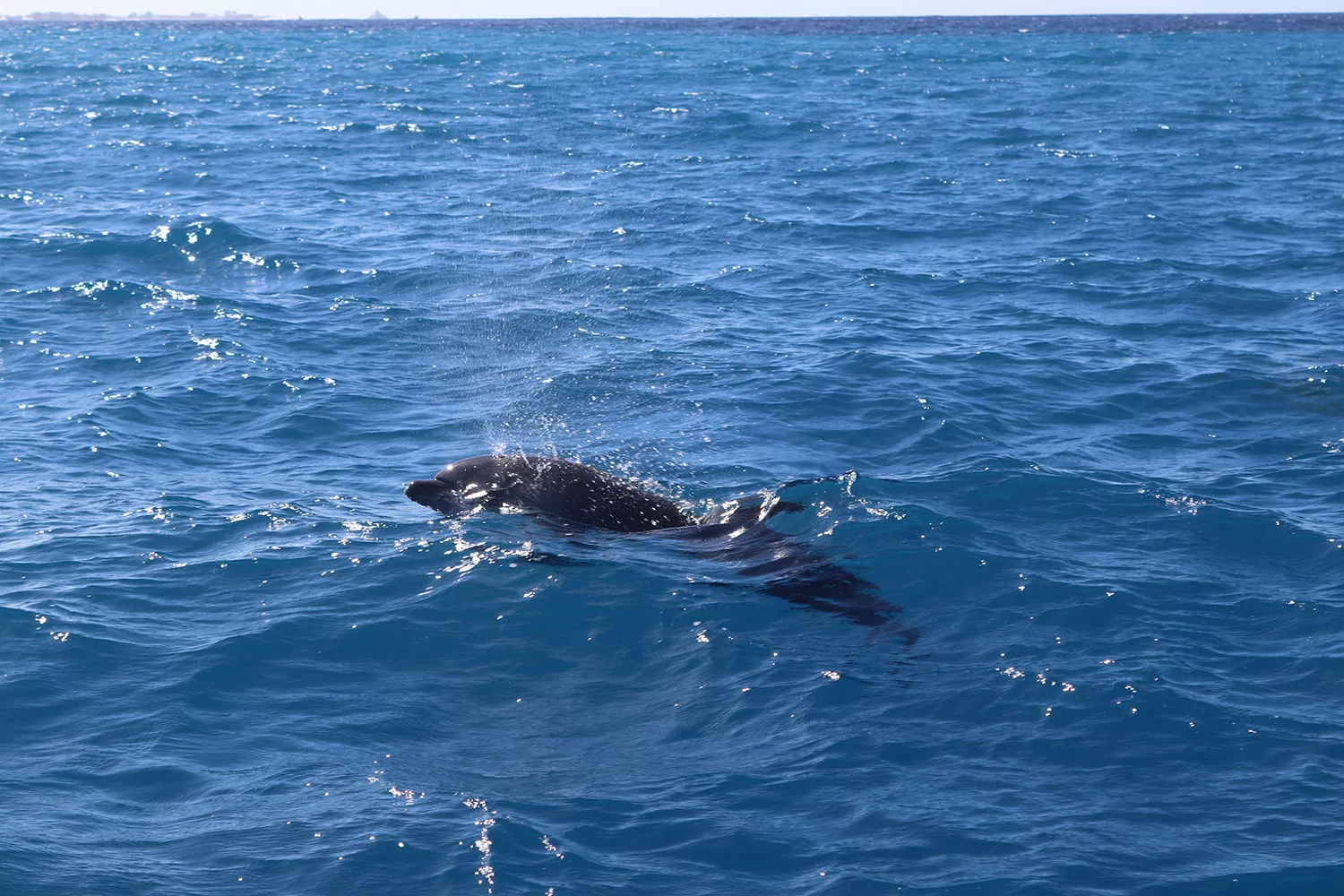 Bottlenose Dolphins off Big Island Hawaii