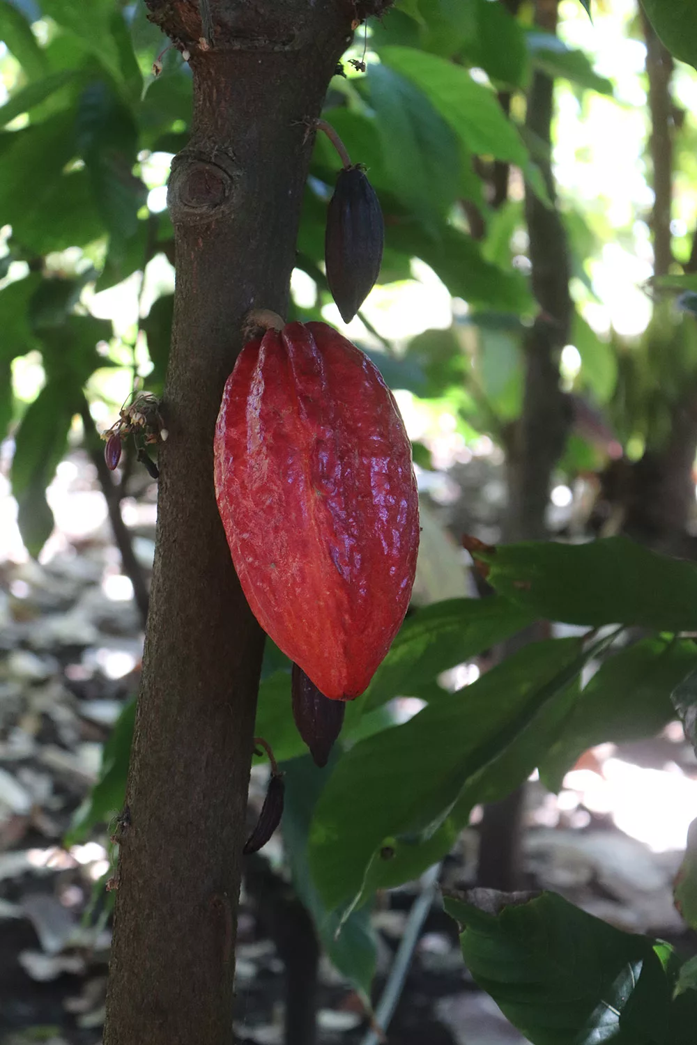 Big Island Hawaii Chocolate Tour