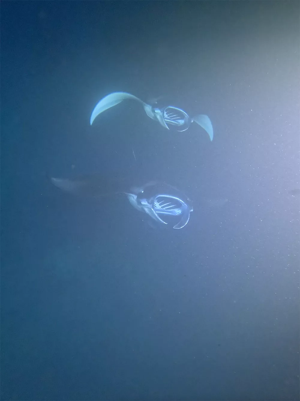 Manta Ray Snorkel, Big Island Hawaii